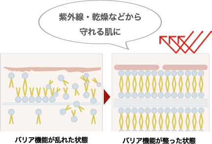 紫外線・乾燥などから守れる肌に